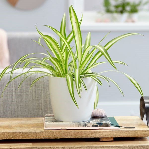 spider plant for decorating small apartments