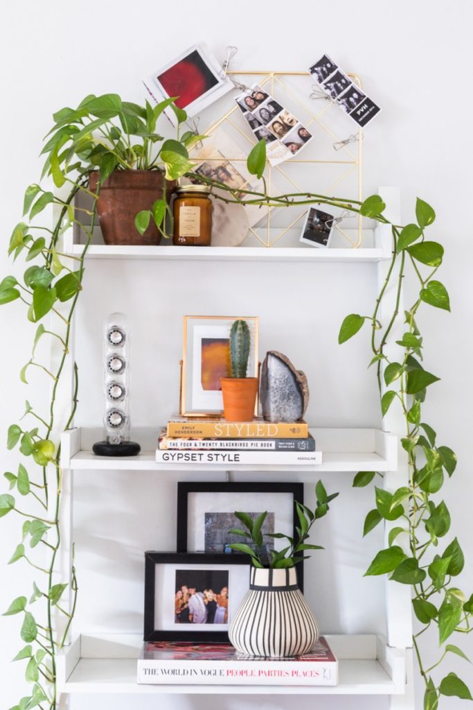 pothos vine plant trend 2020