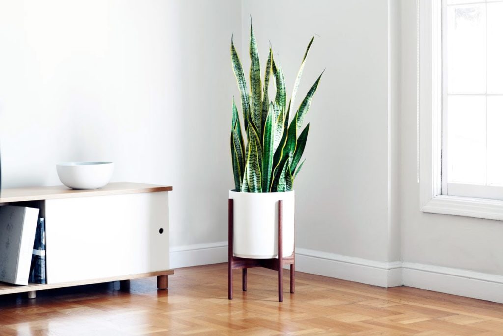 decorate small spaces with plants snake plant