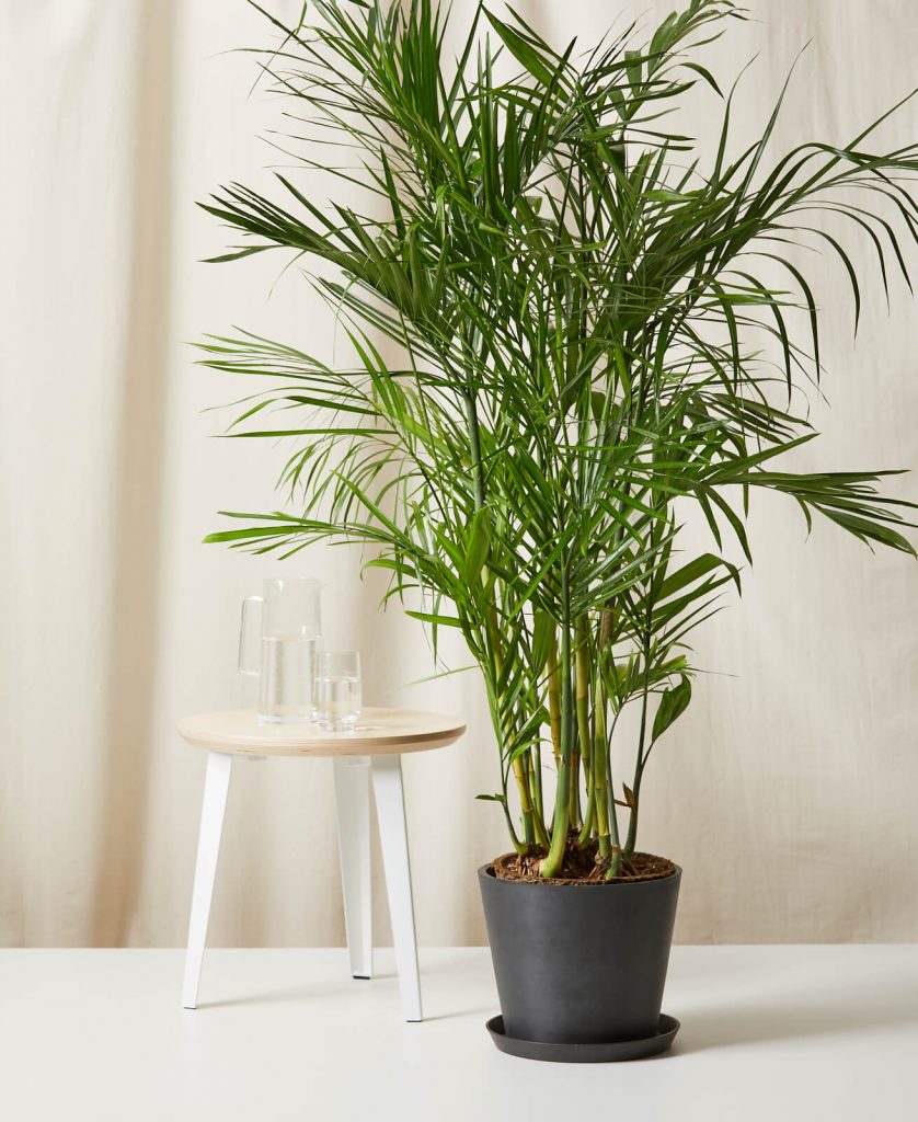 large bamboo indoor plant