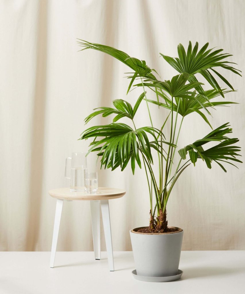 chinese fan palm large indoor plant