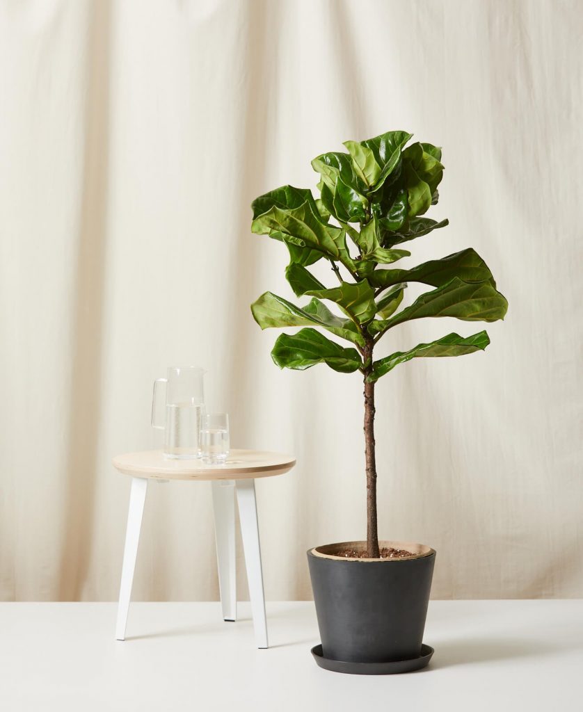 large fiddle leaf indoor plant