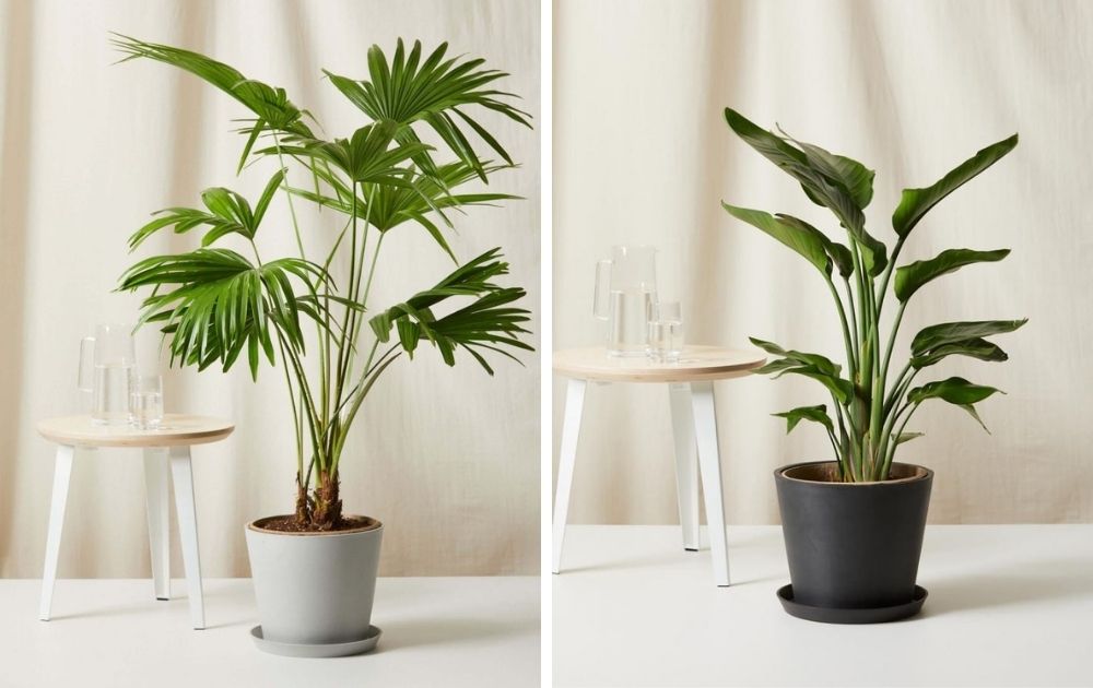 Shop Easy, Large Indoor Plants For Your Apartment