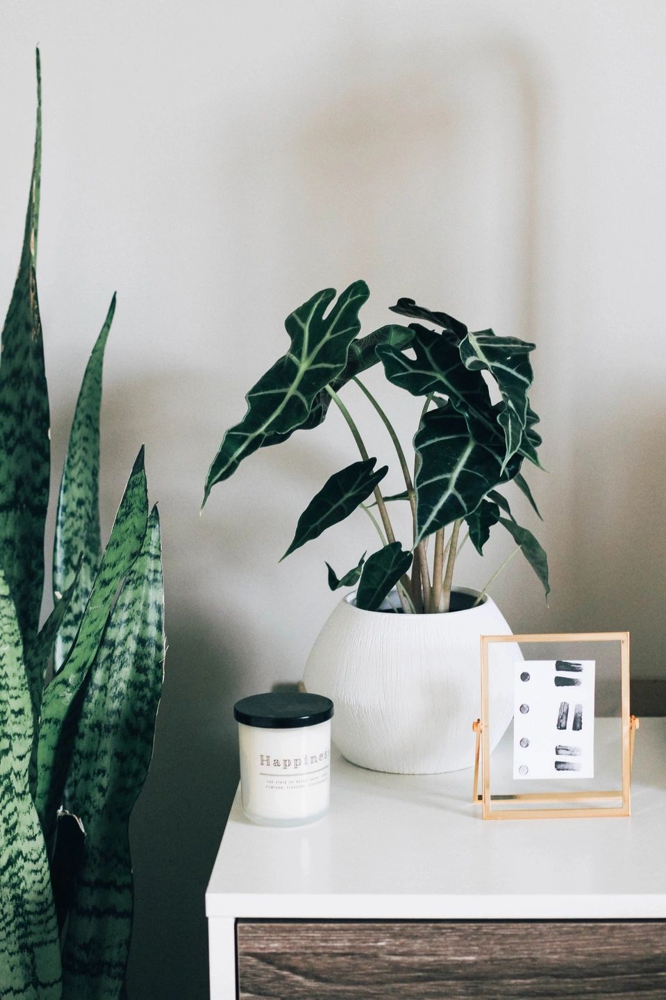 Take Your Living Room Decor To The Next Level With Indoor Plants